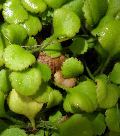 Leptinella rotundata, photographed by Peter de Lange