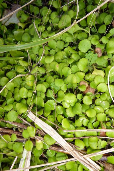 Leptinella rotundata, photographed by Peter de Lange