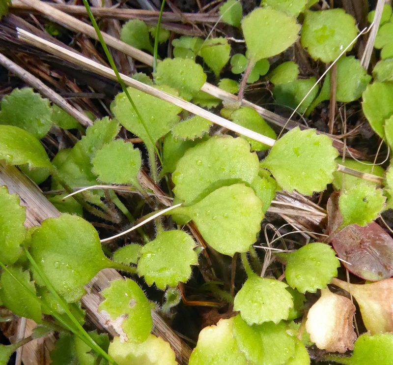 Leptinella rotundata, photographed by Peter de Lange