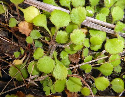 Leptinella rotundata, photographed by Peter de Lange