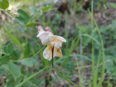 Lathyrus vestitus, photographed by Alexander Wentworth