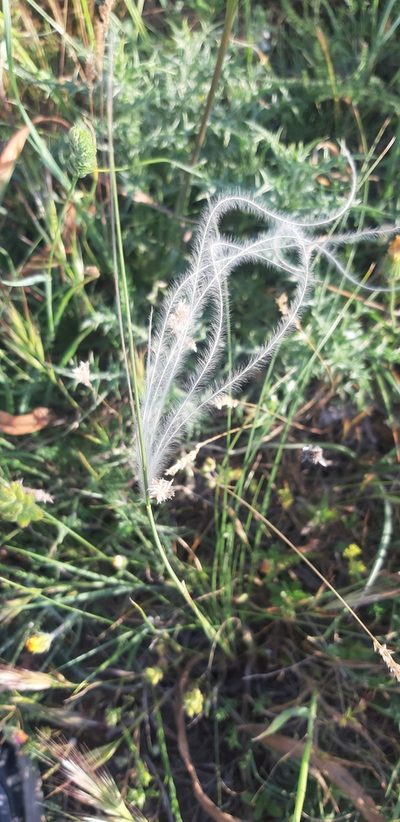Stipa austroitalica, photographed by Leonardo Ancillotto