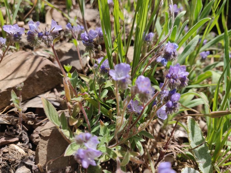 Phacelia breweri, photographed by Alexander Wentworth
