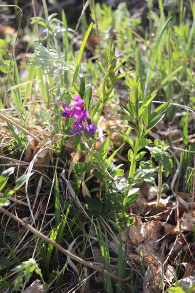 Lathyrus frolovii, photographed by Nina Filippova