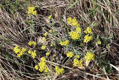 Odontarrhena obovata, photographed by Nina Filippova