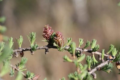 Larix sibirica, photographed by Nina Filippova