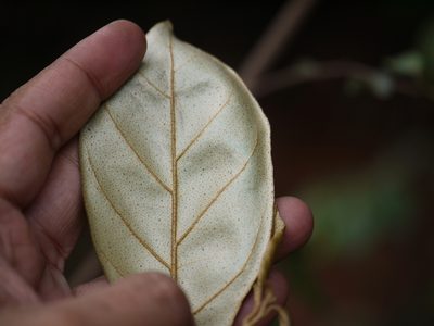 Elaeagnus latifolia, photographed by Dinesh Valke