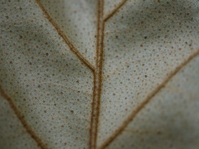 Elaeagnus latifolia, photographed by Dinesh Valke