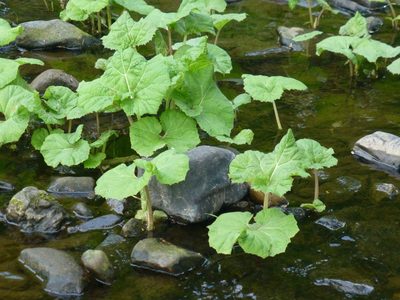 Petasites hybridus, photographed by Sheelagh Halsey