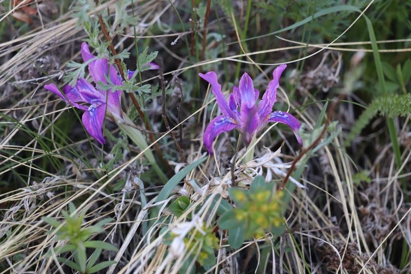 Iris tigridia, photographed by Nina Filippova