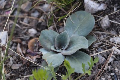 Goniolimon speciosum, photographed by Nina Filippova