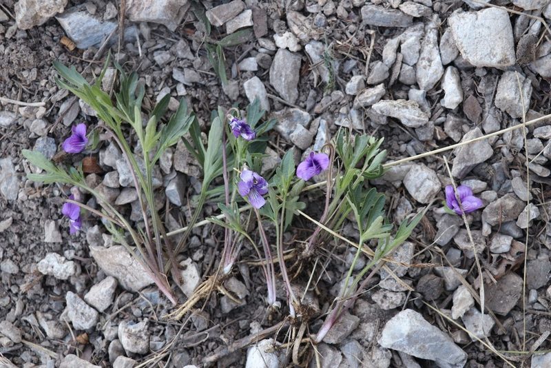 Viola dissecta, photographed by Nina Filippova