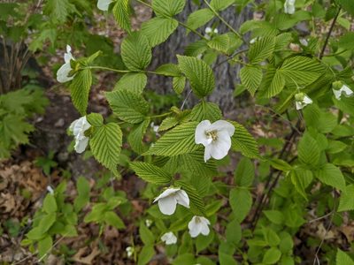 Rhodotypos scandens, photographed by Zac Peterson