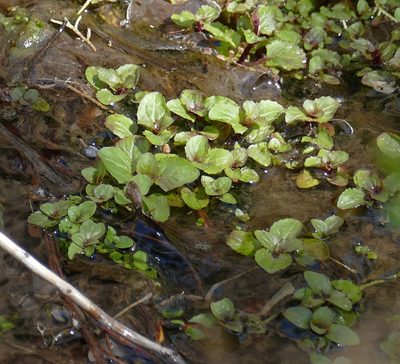 Erythranthe unimaculata, photographed by Wendy McCrady