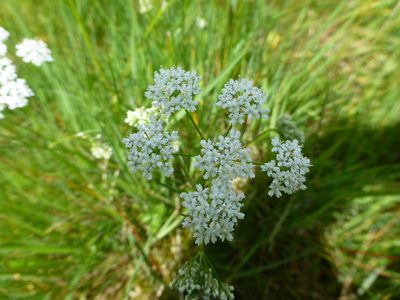 Conopodium majus, photographed by Sheelagh Halsey