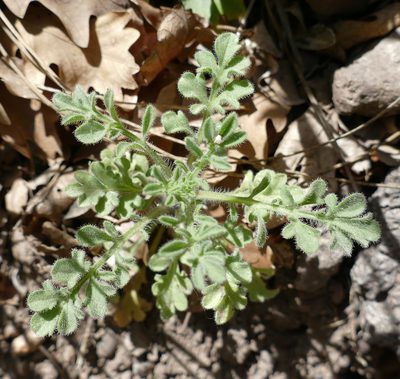 Erigeron neomexicanus, photographed by Wendy McCrady