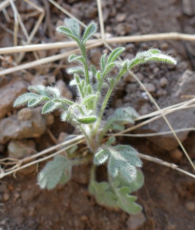 Erigeron neomexicanus, photographed by Wendy McCrady