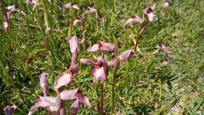 Serapias lingua, photographed by Josep Gesti