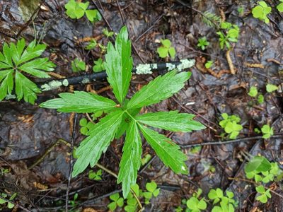 Cardamine bulbifera, photographed by Игорь Васильев