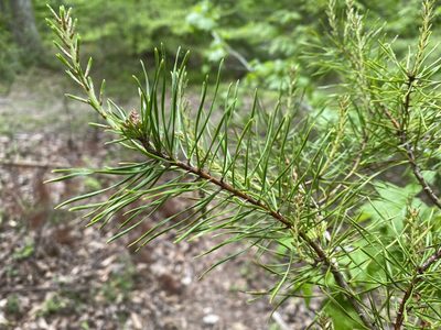 Pinus virginiana, photographed by Judy Gallagher