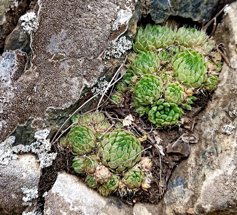Orostachys spinosa, photographed by Oksana Antipova