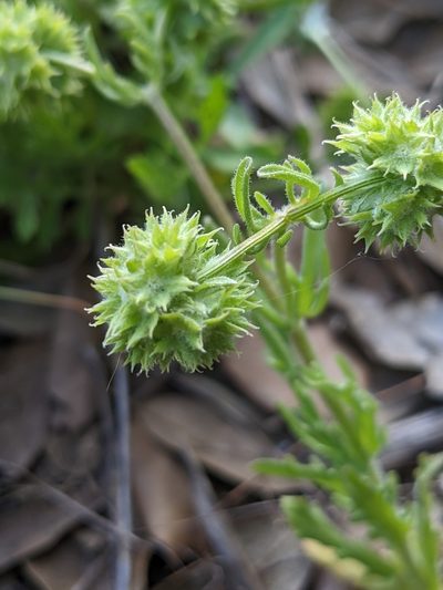 Valeriana discoidea, photographed by Denis Bastianelli