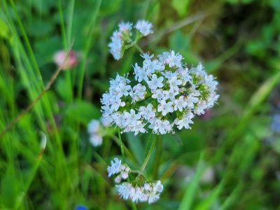 Valeriana dioica, photographed by Elias