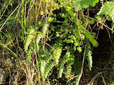 Asplenium viride, photographed by Elias