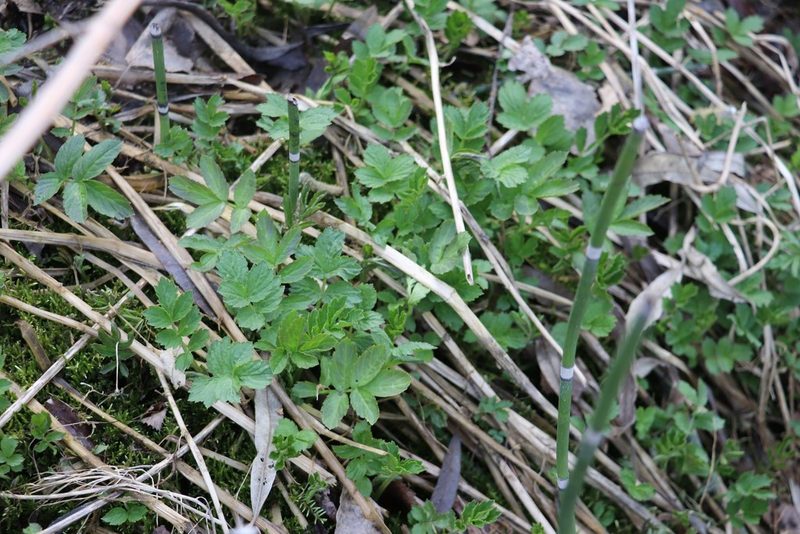Cardamine macrophylla, photographed by Nina Filippova