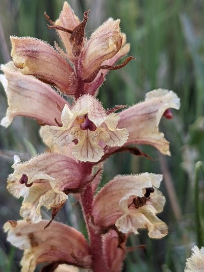 Orobanche alba, photographed by Denis Bastianelli