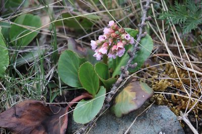 Bergenia crassifolia, photographed by Nina Filippova
