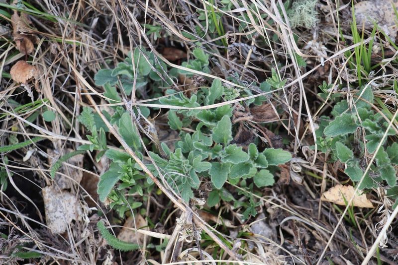 Nepeta multifida, photographed by Nina Filippova