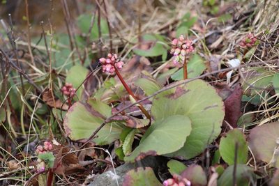 Bergenia crassifolia, photographed by Nina Filippova