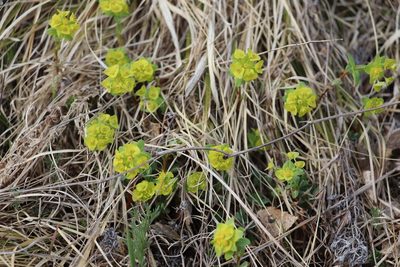 Euphorbia altaica, photographed by Nina Filippova