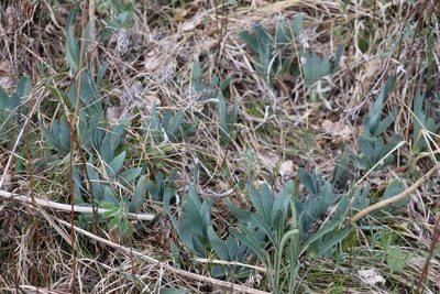 Allium nutans, photographed by Nina Filippova