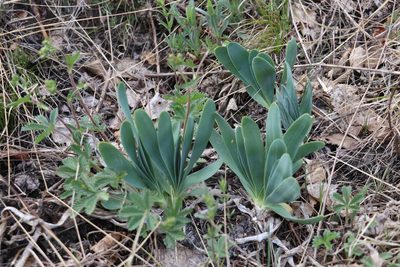 Allium nutans, photographed by Nina Filippova