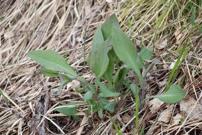 Bupleurum aureum, photographed by Nina Filippova