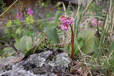 Bergenia crassifolia, photographed by Nina Filippova