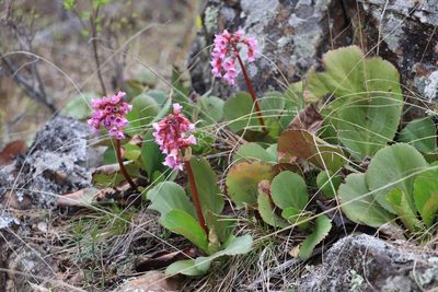Bergenia crassifolia, photographed by Nina Filippova