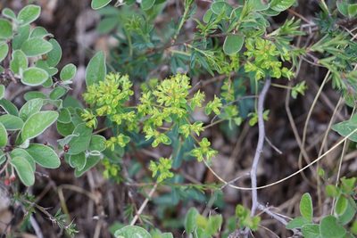 Euphorbia alpina, photographed by Nina Filippova