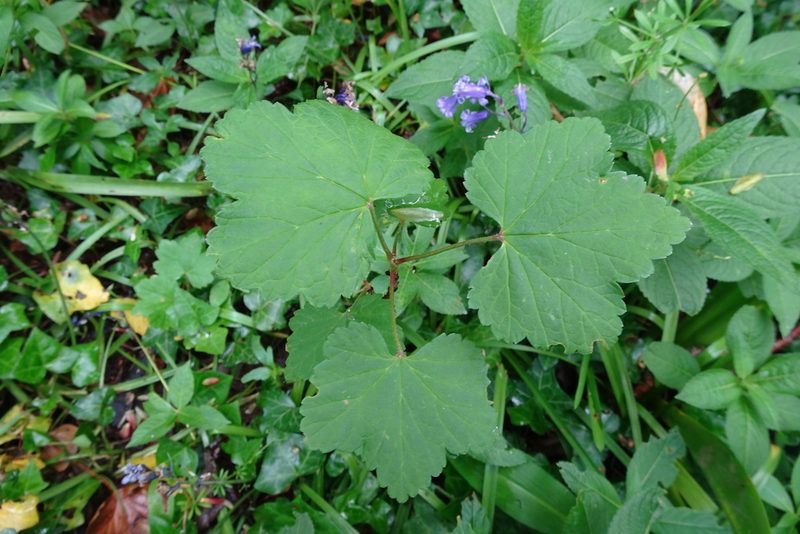 Ribes rubrum, photographed by Zeke Marshall