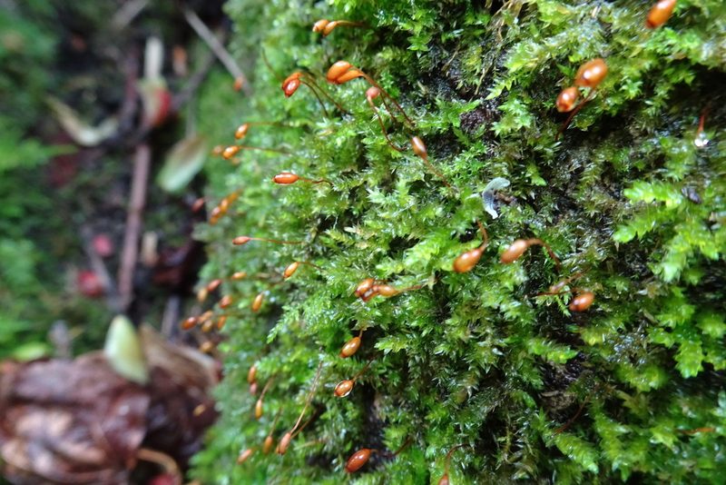 Rhynchostegium confertum, photographed by Zeke Marshall