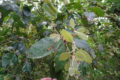 Quercus ilex, photographed by Zeke Marshall