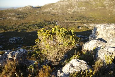 Aspalathus capitata, photographed by Tony Rebelo