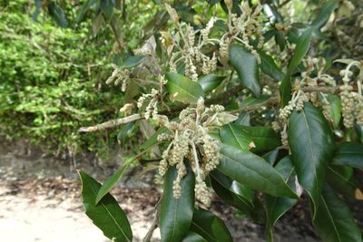 Quercus ilex, photographed by Zeke Marshall