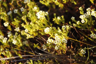 Diosma oppositifolia, photographed by Tony Rebelo