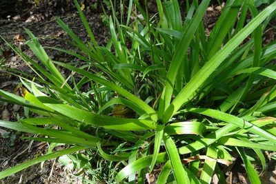 Luzula sylvatica, photographed by Zeke Marshall
