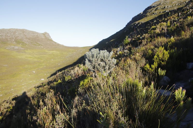 Xiphotheca fruticosa, photographed by Tony Rebelo