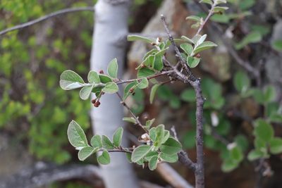 Cotoneaster laxiflorus, photographed by Nina Filippova