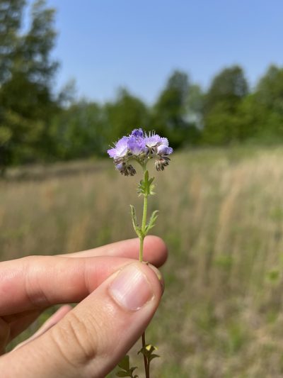 Phacelia gilioides, photographed by Nathan Aaron